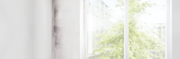 Reliable Del Rio, CA Mold Removal Solutions